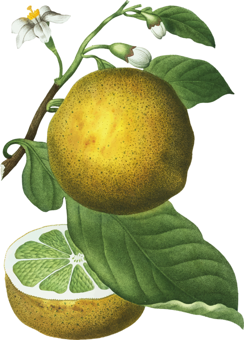 CITRON-VERT-PLANTE